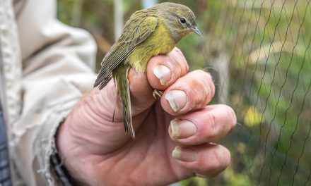 Bird Migration Day attracts flocks of people to Vaseux Lake