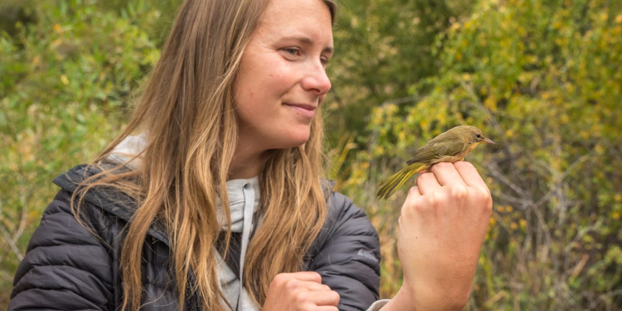 Visitors flock to Vaseux Lake to watch migratory bird banding