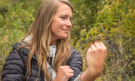 Visitors flock to Vaseux Lake to watch migratory bird banding