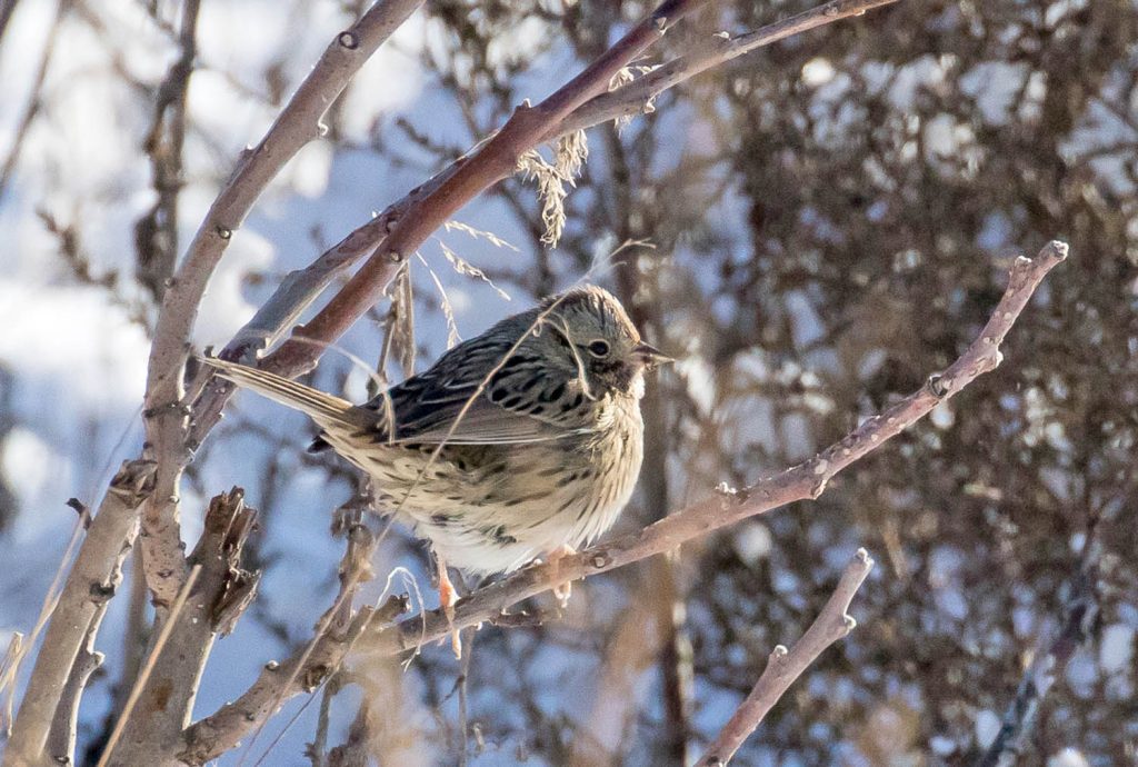 A Lincoln's sparrow was observed during the 2016 Christmas Bird Count on New Year's Eve. (Mark Gardiner photo)