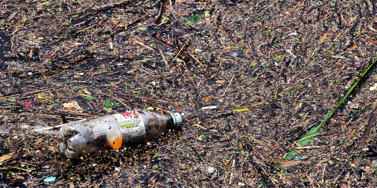 ‘Not all plastic ends up in whales’ regional director says