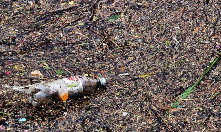 ‘Not all plastic ends up in whales’ regional director says