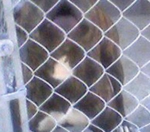 Town council not in favour of imposing outright ban against pit bulls in Osoyoos