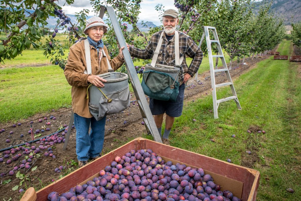 Mary Anna and Jim Campbell hear the blasts of neighbours' propane cannons from dawn to dusk ask they work in their orchards. They want to see grape growers use netting instead to keep birds from damaging crops. (Richard McGuire photo)