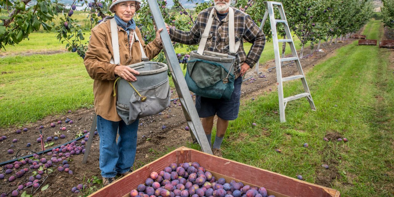Orchardist couple driven to distraction by neighbours’ dawn-to-dusk propane cannons