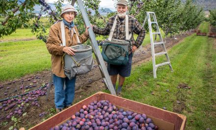 Use nets to scare birds from local orchards