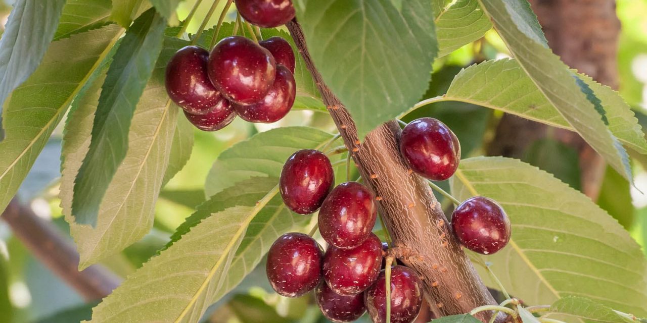 BC Fruit Growers Association looks back and plan for success in 2014