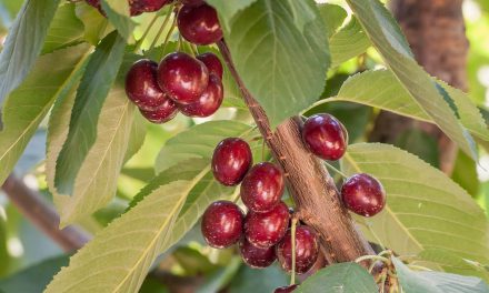 No costs expected for growers with EU cherry import changes