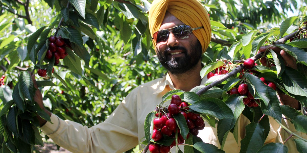 Great spring weather has local fruit growers looking at one of earliest harvests in history