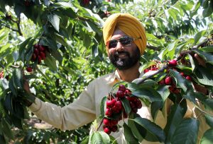 cherry-1