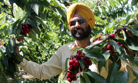 Great spring weather has local fruit growers looking at one of earliest harvests in history