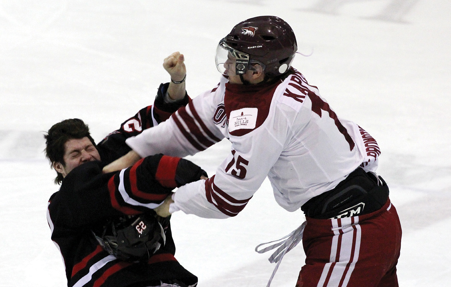 coyotes-31 coyotes-31