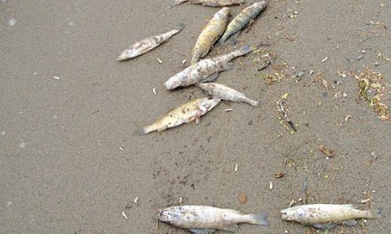 GOVERNMENT OFFICIALS FROM B.C., WASHINGTON, SAY FISH-KILLING BACTERIA NOT DANGEROUS TO HUMANS