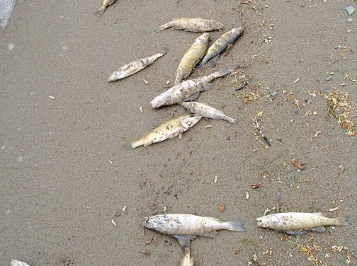 GOVERNMENT OFFICIALS FROM B.C., WASHINGTON, SAY FISH-KILLING BACTERIA NOT DANGEROUS TO HUMANS