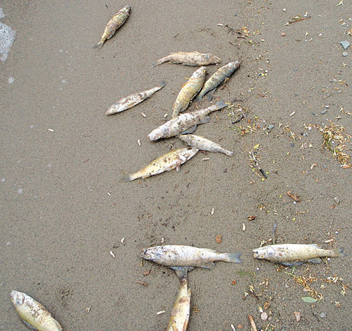 GOVERNMENT OFFICIALS FROM B.C., WASHINGTON, SAY FISH-KILLING BACTERIA NOT DANGEROUS TO HUMANS
