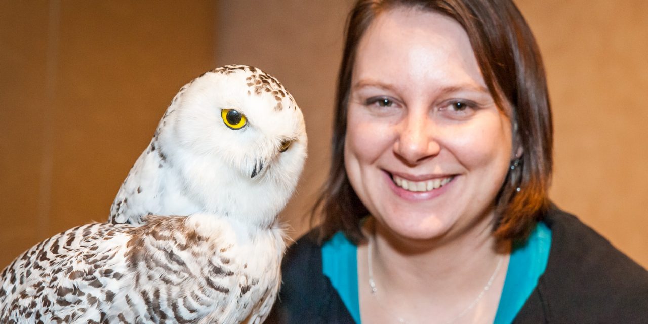 Snowy owl talk