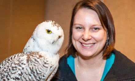 Snowy owl talk