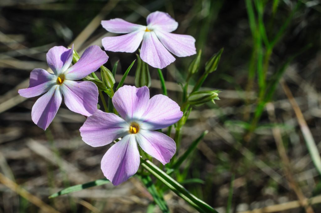 Little purple phlox flowers next to the boardwalk at Osoyoos Desert Centre. (Richard McGuire photo)