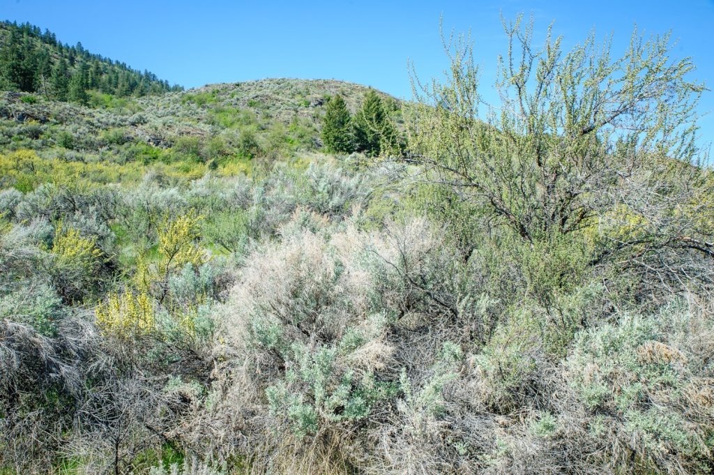 With spring well underway, the desert vegetation of the Osoyoos Desert Centre is taking on more colour. The sagebrush is a greener green and the antelope brush is a flowering yellow. (Richard McGuire photo)