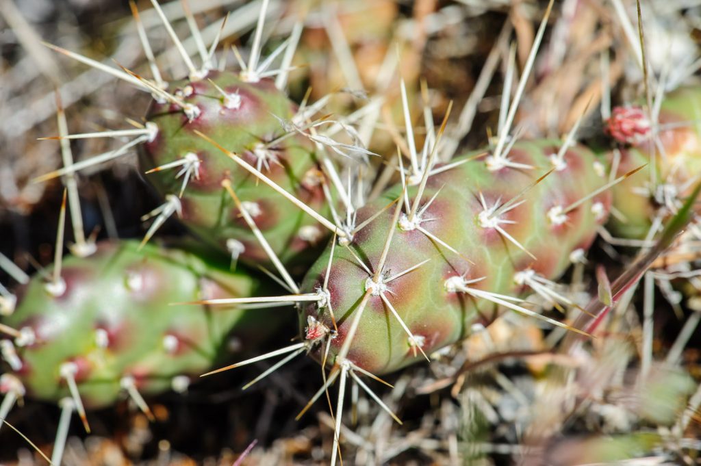 The prickly pear cactus at the Osoyoos Desert Centre is small and low to the ground, but it has long spines. Later in the spring its yellow flowers come out. (Richard McGuire photo)