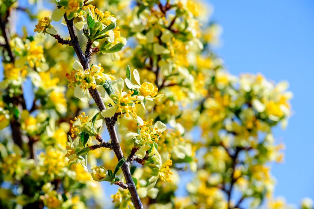 The antelope brush at the Osoyoos Desert Centre is now a bright yellow with blooming flowers. (Richard McGuire photo)