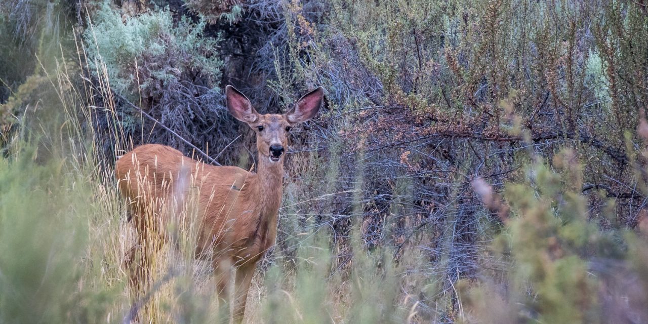 Well camouflaged — nightlife at the Osoyoos Desert Centre
