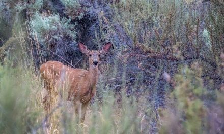 Well camouflaged — nightlife at the Osoyoos Desert Centre
