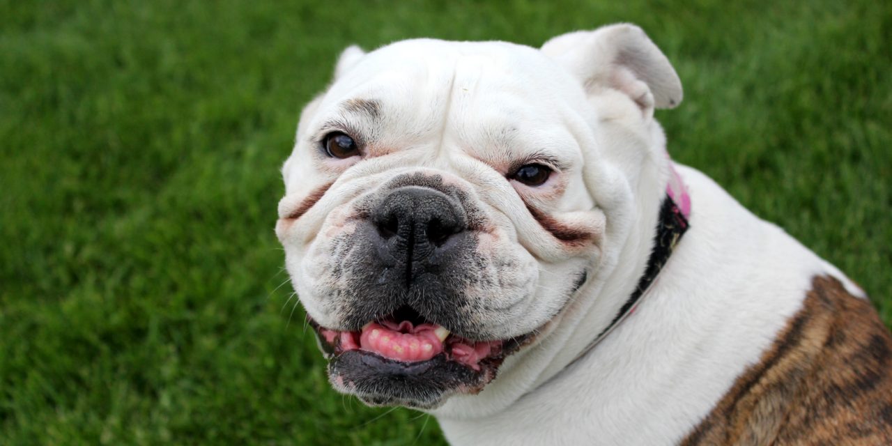 OSOYOOS PUPS AND DOGS HAVE A BALL AS OFF-LEASH DOG PARK OPENS