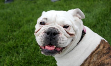 OSOYOOS PUPS AND DOGS HAVE A BALL AS OFF-LEASH DOG PARK OPENS