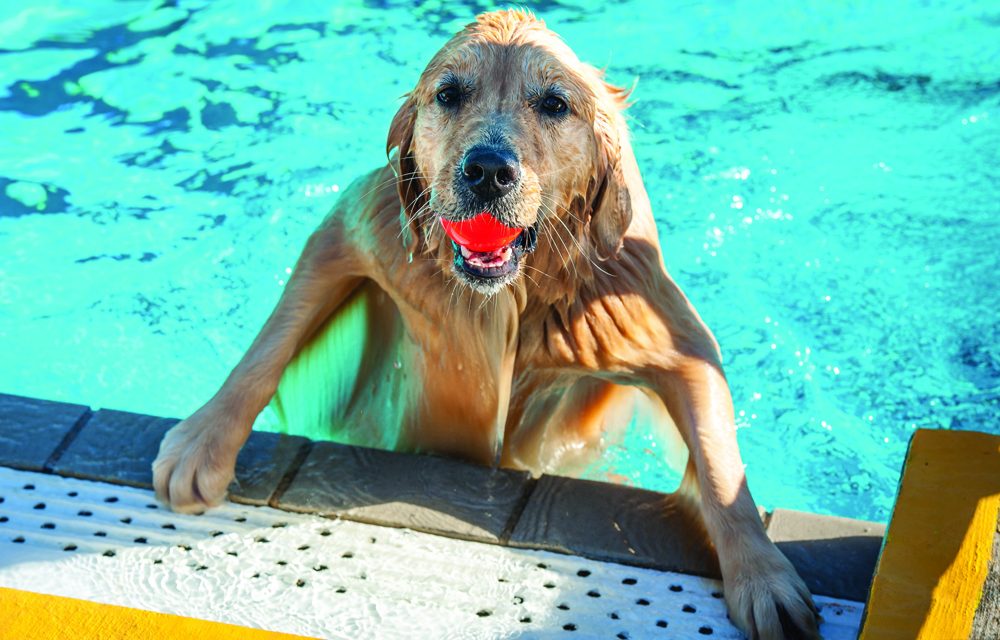 Oliver Parks and Rec encourages dog etiquette in local parks