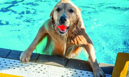 Oliver Parks and Rec encourages dog etiquette in local parks
