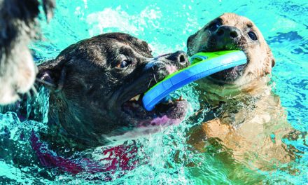 New dog bylaw considered by regional district