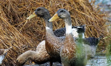 Ducks soon to be part of bylaw in Oliver