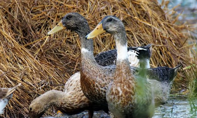 Town to get all its ducks in a row