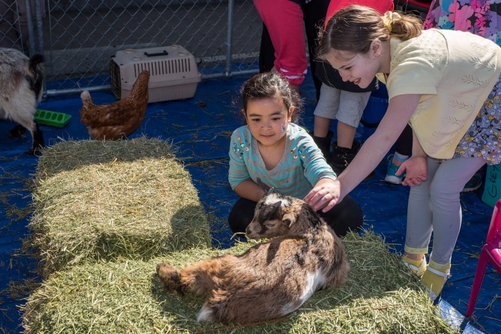 New this year at Easter Eggstravaganza was a petting zoo. These two girls had a chance to pet a young goat. Nerys Stuart (right) from Osoyoos was celebrating her 10th birthday. The other girl was gone before we could get her name. (Richard McGuire photo)