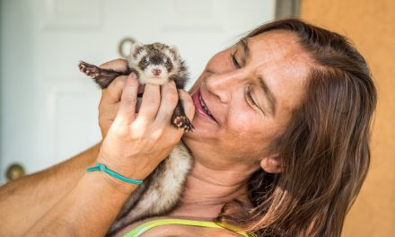 Woman lost everything in apartment fire, but locates missing pet ferret, Houdini