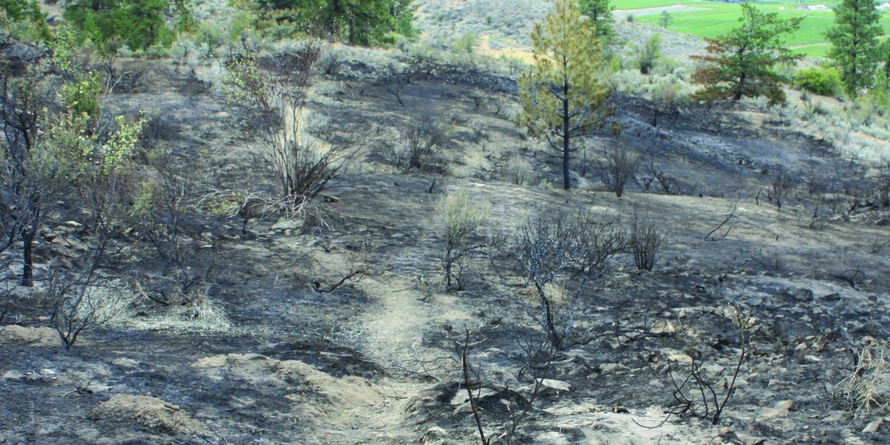 STRAWBERRY CREEK FOREST FIRE SCORCHES 3.1 HECTARES