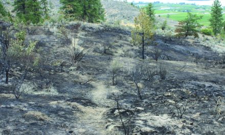 STRAWBERRY CREEK FOREST FIRE SCORCHES 3.1 HECTARES