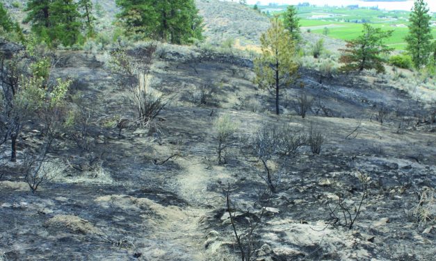 STRAWBERRY CREEK FOREST FIRE SCORCHES 3.1 HECTARES