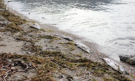 WARM WATER BACTERIA RESPONSIBLE FOR KILLING HUNDREDS OF SOCKEYE SALMON IN OSOYOOS LAKE