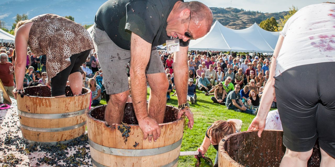 Popular Festival of the Grape promises to attract thousands again this weekend