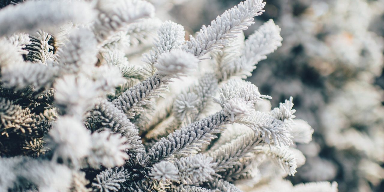 Where to discard your Christmas tree in Osoyoos