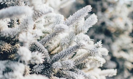 Where to discard your Christmas tree in Osoyoos