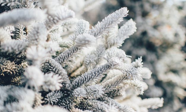 Where to discard your Christmas tree in Osoyoos