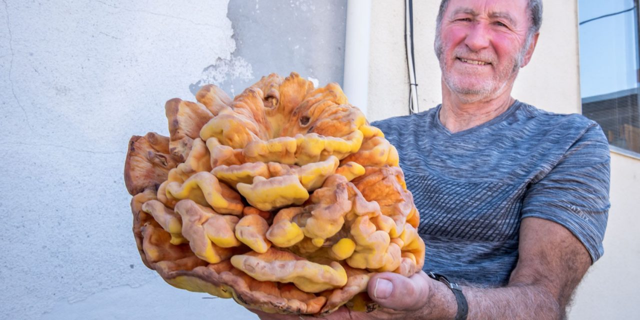 This ‘chicken of the woods’ looked more like a turkey