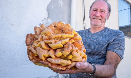 This ‘chicken of the woods’ looked more like a turkey
