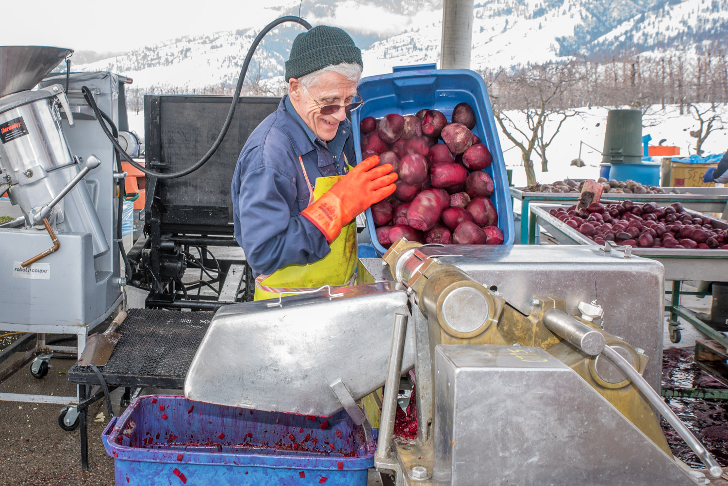 Ken Richardson of Oliver empties a bin of beets into a chopping machine.(Richard McGuire photo)