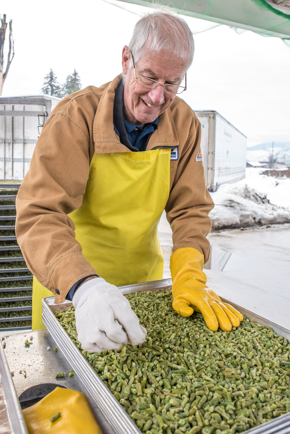 Bill Saul of Osoyoos works on a tray of frozen green beans, preparing it for drying. (Richard McGuire photo)