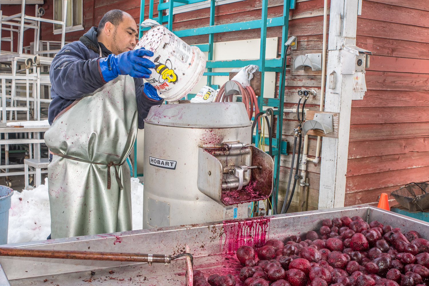 Masiu Fine, who came from the Pacific island nation of Tonga and has been in Oliver for six months, pours a pail of beets into a potato peeling machine. The machine removes the outer skins of the beets. (Richard McGuire photo)
