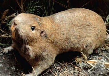 Got Critters? BC Winegrape Council holds wildlife management seminar for growers